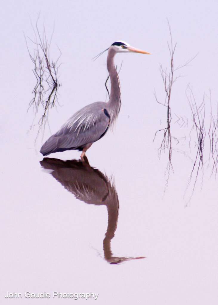 Great Blue Heron